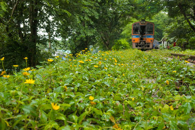 Yellow flowering trees on field