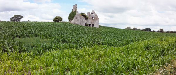 Old ruined cottage in green field