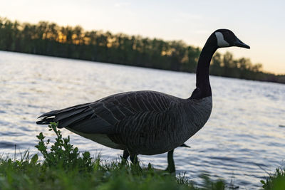 Close-up of bird against lake