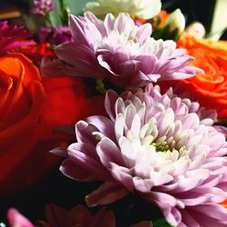 Close-up of pink flower
