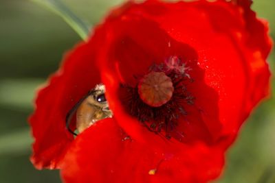 Close-up of red flower