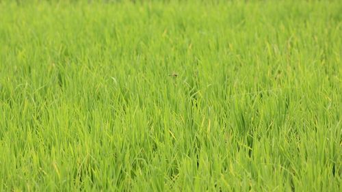 Full frame shot of corn field