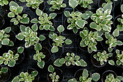 High angle view of leaves growing on plant