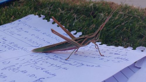 Close-up of open book