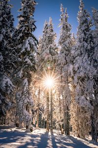 Trees on snow covered landscape against sky