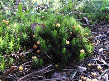 High angle view of plants growing on field