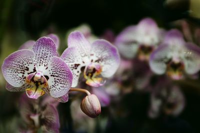 Close-up of pink orchids