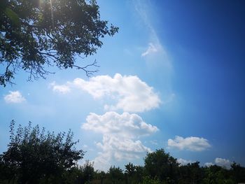 Low angle view of trees against blue sky