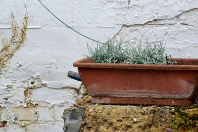 Close-up of plant against wall