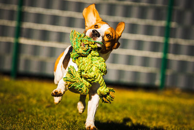 View of a dog on field