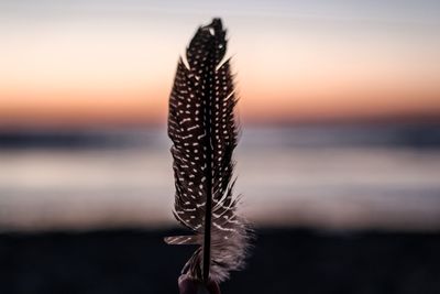 Close-up of silhouette plant against sea during sunset