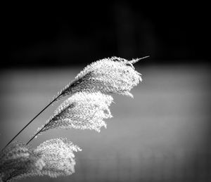 Close-up of flowers against blurred background