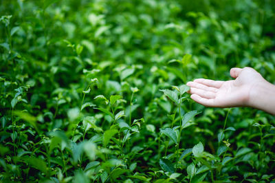 Person hand holding plant