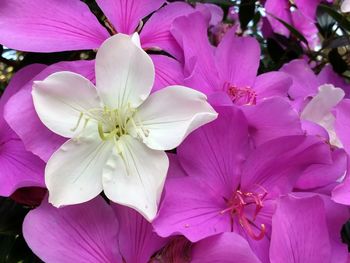 Close-up of frangipani blooming outdoors