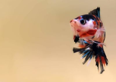 Close-up of fish underwater