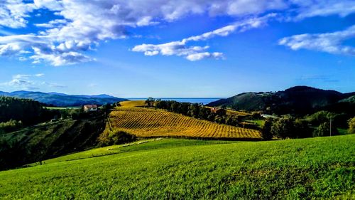 Scenic view of agricultural field against sky