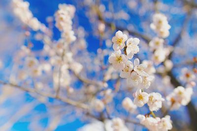 Close-up of fresh flowers