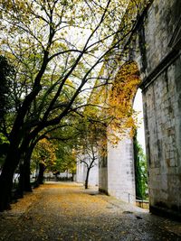 Trees in autumn