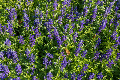 Close-up of purple flowering plants