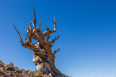 Low angle view of dead twisted tree against clear blue sky