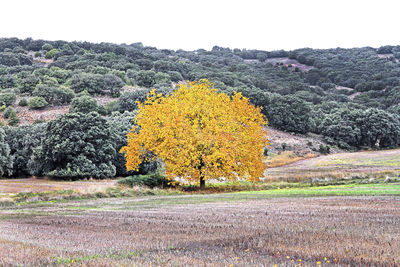 Yellow flowers growing on land