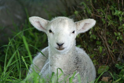 Portrait of sheep on field