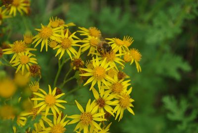 Close-up of yellow flowers blooming outdoors