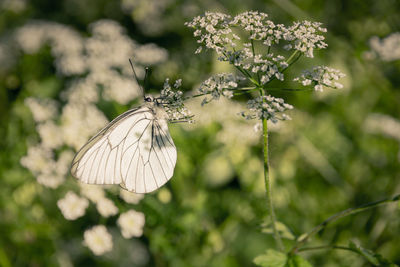 Close-up of butterfly pollinating on flower