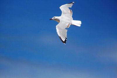 Low angle view of seagull flying against blue sky