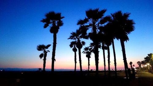 Palm trees at sunset