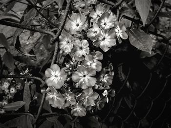 Close-up of flowers blooming outdoors