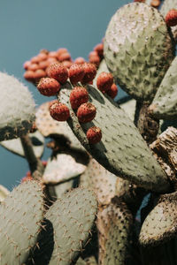 Close-up of succulent plant