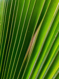 Full frame shot of palm leaf