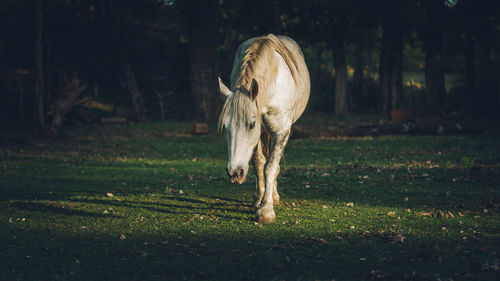 Horse grazing in field