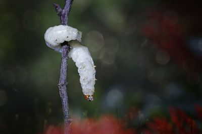 Silkworm hung on