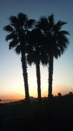 Silhouette palm trees at sunset