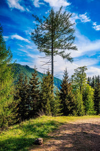 Pine trees on field against sky