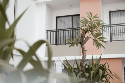 Potted plant against window of building