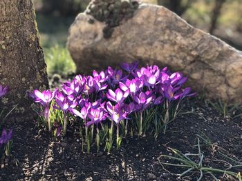 Close-up of purple crocus flowers on field