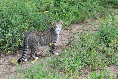 Portrait of a cat on field