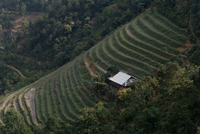 High angle view of agricultural field