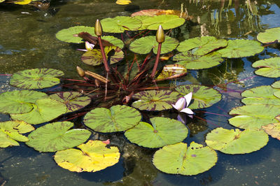 High angle view of leaves floating on water