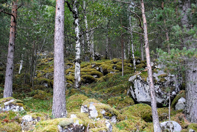 Trees in forest