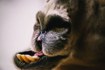 Close-up of a dog