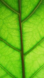 Full frame shot of green leaf