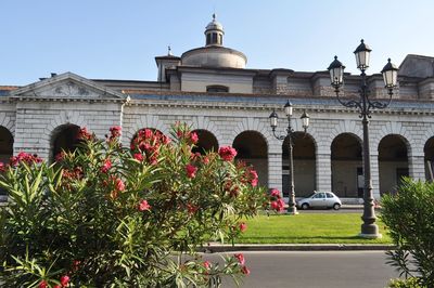 Flowering plants by building against clear sky