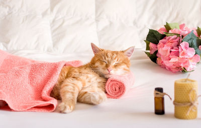 Cat resting on pink flower