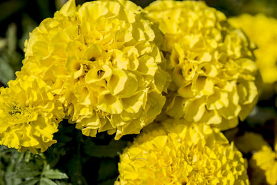 Close-up of yellow marigold blooming outdoors