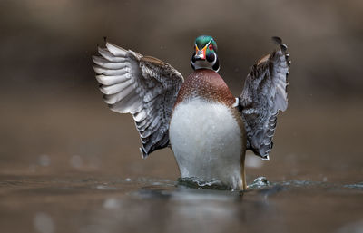 Close-up of bird swimming on lake