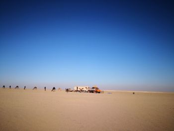 Camels at beach against clear blue sky